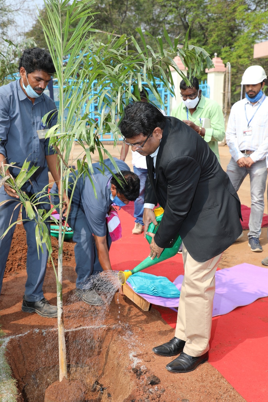 Tree plantation.