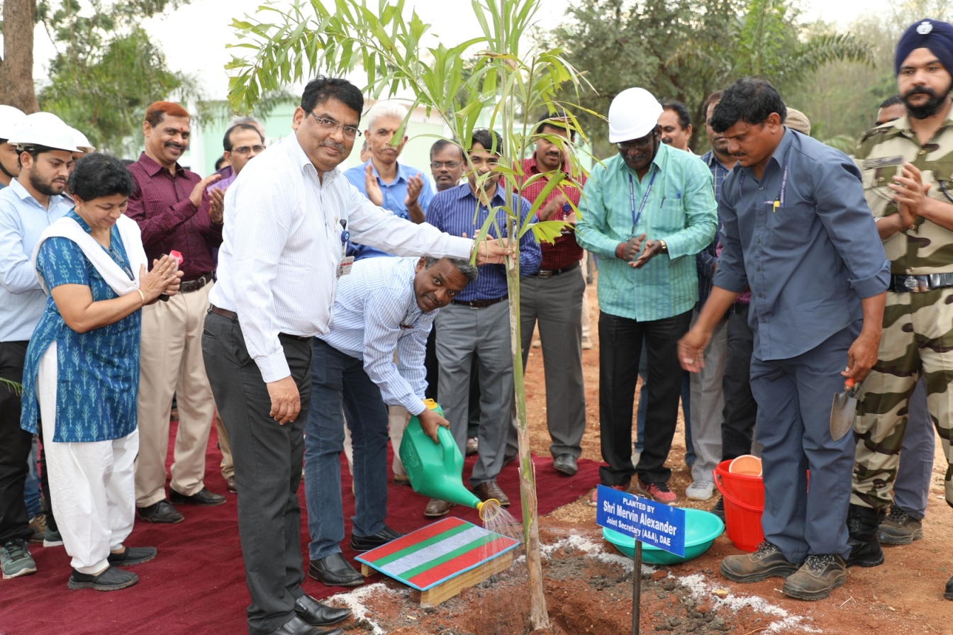 Tree Plantation