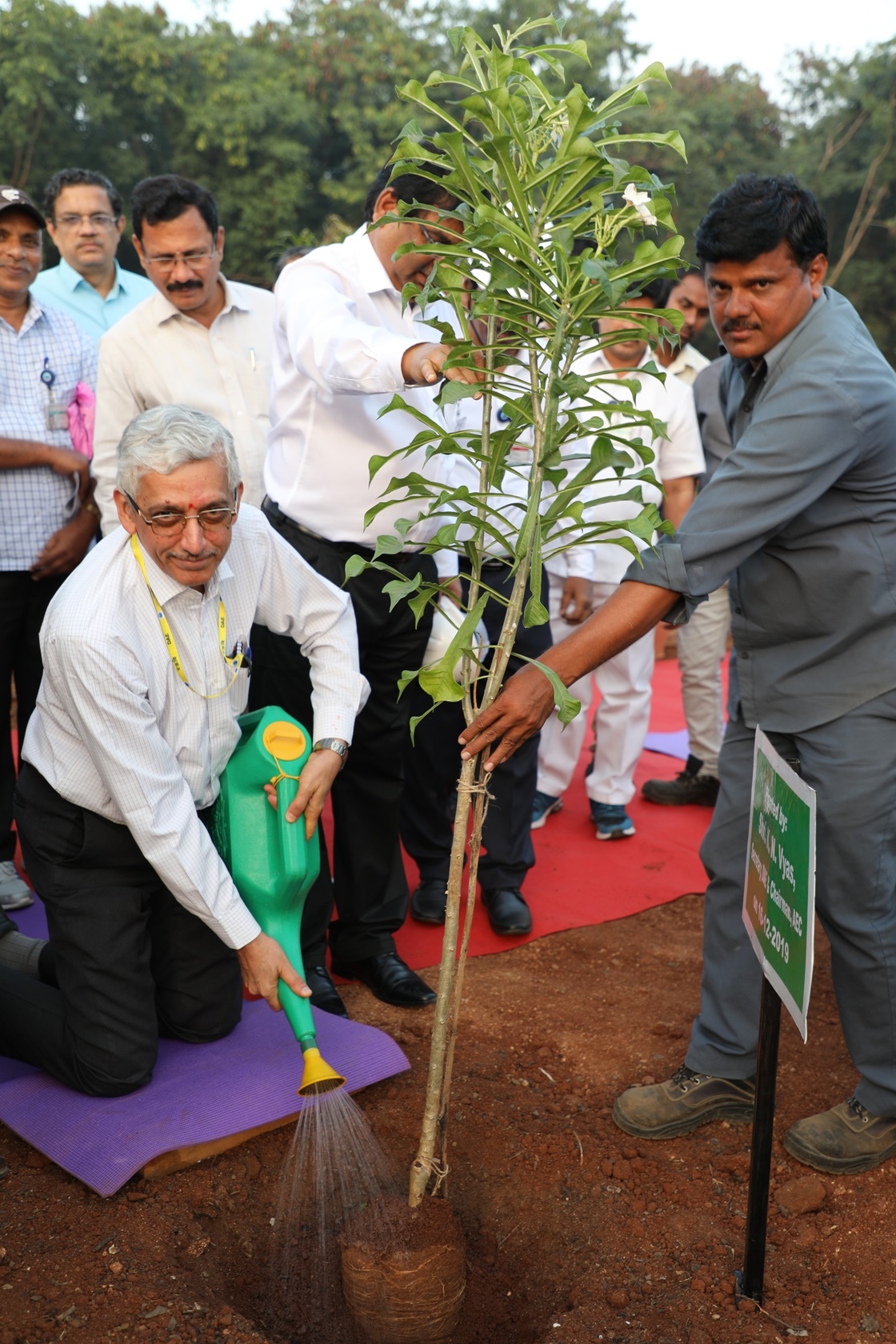 Tree Plantation.