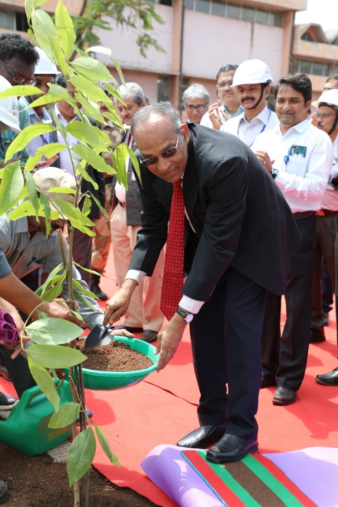 Tree plantation
