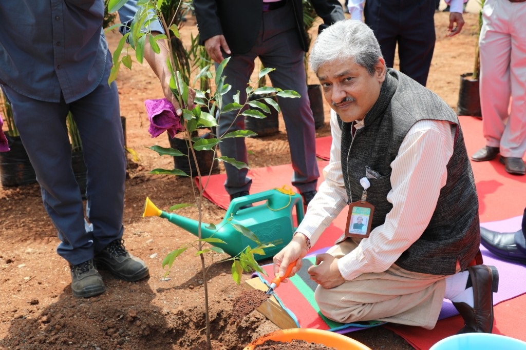 Tree plantation