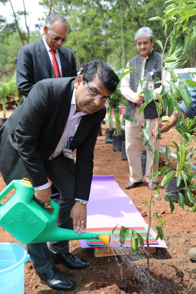 Tree plantation