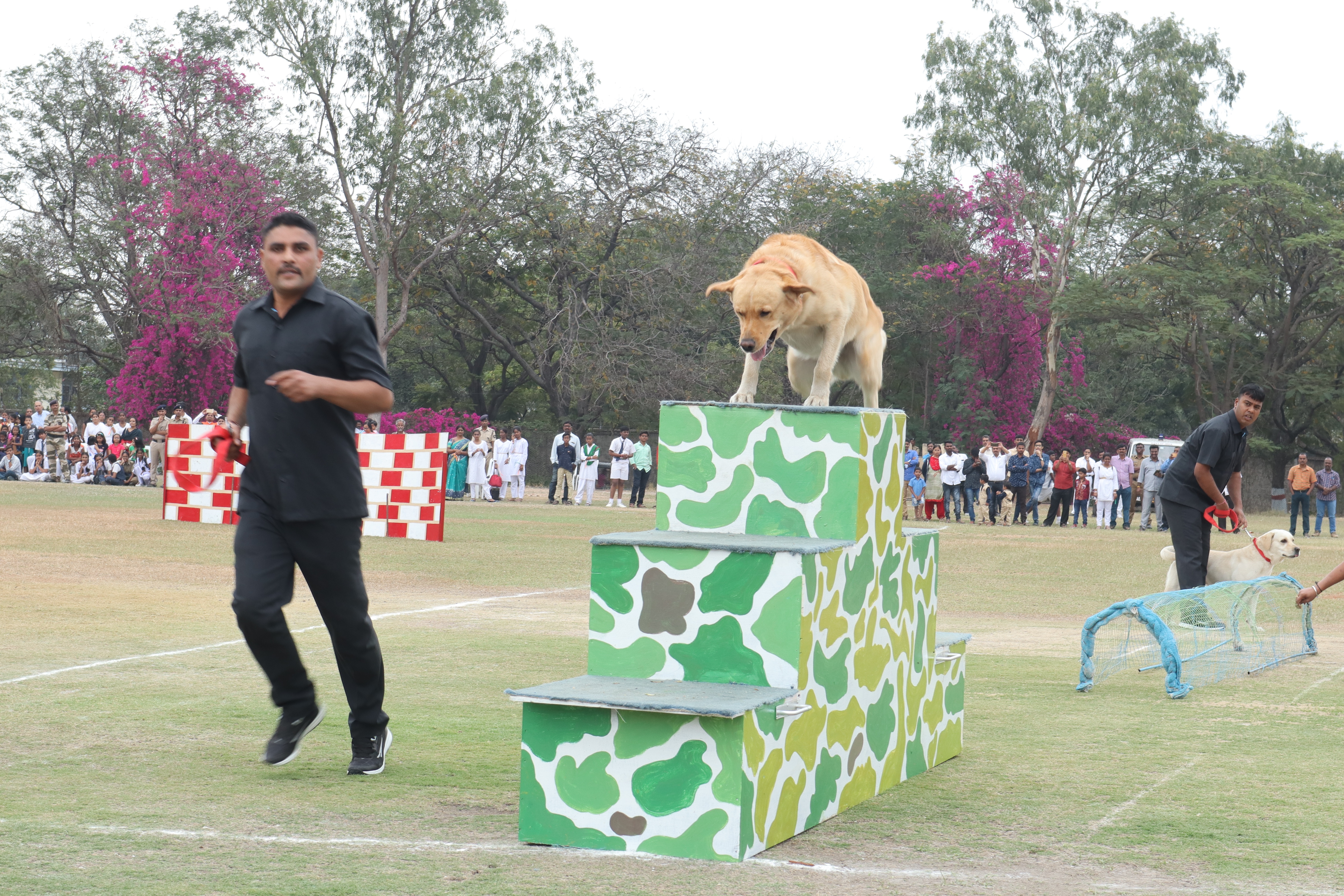 Demonstration of skills of sniffer dogs
